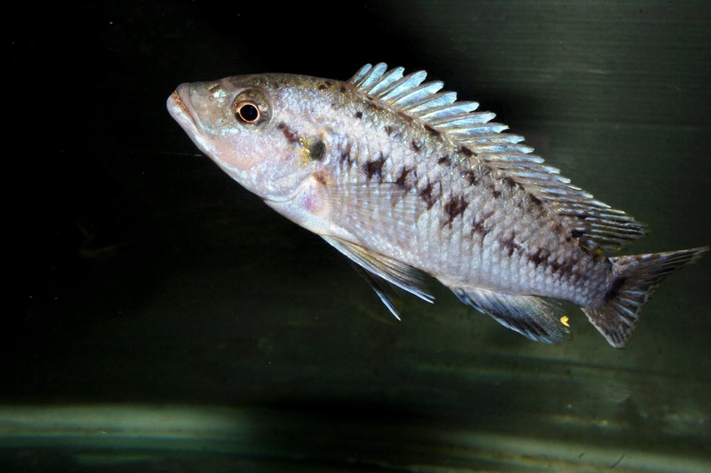 Pseudotropheus benetos 'Magunga'